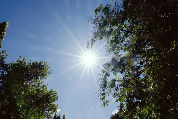 Güneş ışığı, açık mavi gökyüzündeki yeşil ağaç yapraklarının arasından fışkırarak, sakin doğal orman sahnesinde parlak bir yıldız patlaması etkisi yaratır..
