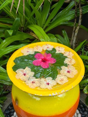 Maldivler 'de sularda yüzen tropik çiçekler