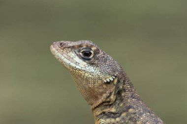 Bir Calengo 'nun profil resmi