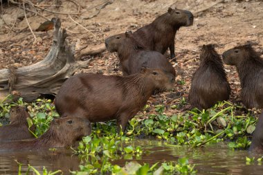 Bir grup capybaras (Hydrochoerus hydrochaeris) nehir kenarında toplandı.