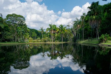 So Paulo Botanik Bahçesi 'ndeki göl gökyüzünü ve yemyeşil suları yansıtıyor..