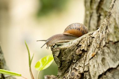 Ağaç kabuğunda yavaşça sürünen bir salyangoz..