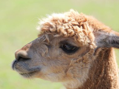 Yumuşak kürklü ve sakin görünümlü bir alpaka, ister oyun rezervlerinde olsun, ister hayvanat bahçelerinde olsun, ister yün üretimi için tarlalarda olsun, çevresinin tadını çıkarır.