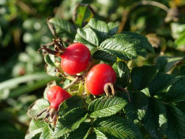 Plaj gülleri olan kumlu alanlar. Sahil güllerinin ekildiği kum tepecikleri kıyı korumasına katkıda bulunur. Sonbaharda, gül kalçası adı verilen kırmızı meyveler üretilir..