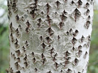 Harvestman camouflaged on bark of an aspen tree Populus tremula. The structures made of trembling aspen bark provide refuge for harvestmen, who hide there well camouflaged. Macro shot of Weaverknecht spider. clipart