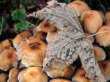 Ağaç mantarlarının üzerinde yaprak damarları olan kurumuş filigran yaprağı var. Kurumuş yaprağın yapısı çok ilginçtir.