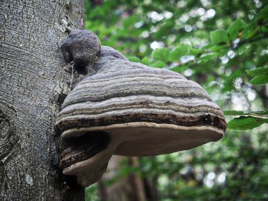 Ağaç mantarı, Tinder mantarı. Yanan mantar gibi ağaç mantarları ağaçlarda yetişir ve yangını başlatmak ve tıbbi amaçlar için Tinder üretimi gibi ekolojik ve tarihi kullanımlara sahiptir..