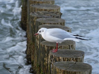 Red-billed gull on a groyne in the Baltic Sea. Red-billed gulls, also known as Little Gulls, contribute to insect and small fish control. They serve as indicators of ecosystem health. clipart