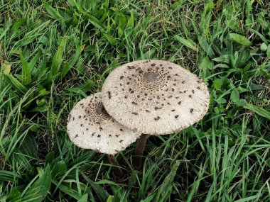 Dev Şemsiye Mantarı çayırları, otlakları ve açık ormanları tercih eder..