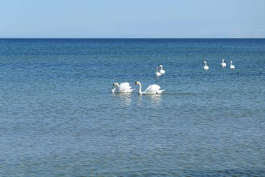 Dilsiz Kuğu. Bu kuğular genellikle çift veya küçük gruplar halinde karşılaşırlar. Dilsiz kuğular sıklıkla güzellik ve zarafetin sembolüdür ve çeşitli kültürlerde sembolik bir öneme sahiptir..