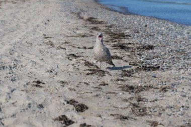 Predatory seagulls are on the beach looking for food. clipart