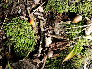 Yosun, orman ekolojisinin önemli bir unsurudur. Burada tipik bir orman zemininde yosun ve yapraklar bulunur.