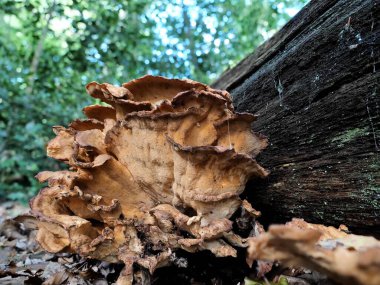 Dev çoklu gözenek, çürümüş ağaç gövdelerinde yetiştiği yaprak döken ve karışık ormanlarda bulunur. Yan detay fotoğraf çekimi
