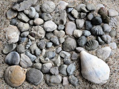 Taşlaşmış mermiler. Baltık Denizi 'nden gelen fosil hazineler: taşlaşmış deniz kabukları ve antik gizemleri anımsatan deniz mercanları. Koleksiyoncular ve dekorasyon için ideal.