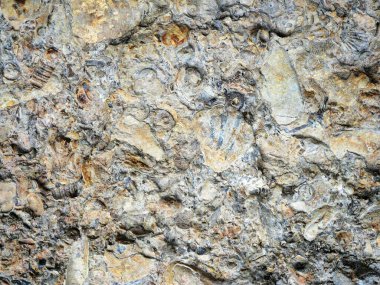 Kireçtaşındaki küçük fosiller. Baltık Denizi 'nde bulunan mercanlar, krinoidler ve deniz kabukları gibi bol fosilli kireçtaşı levhalar antik deniz yaşamına kısa bir bakış sunuyor..