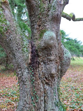 Tree bead-bulge. Capture nature's artistry with this stunning tree burl! Despite its growth anomaly, it's a cherished material in woodworking and carving, adorning fine furniture and crafts. clipart