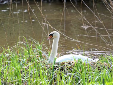 These swans are often encountered in pairs or small groups. Mute swans are frequently symbols of beauty and elegance and hold symbolic significance in various cultures. clipart