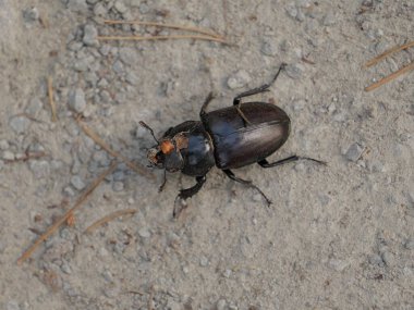 Nadir görülen geyik böceği orman zemininde sürünür. Korunması gereken büyüleyici bir böcek, böcek fotoğrafçılığında önemli bir yere sahiptir..