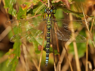 Sıcak bir Kasım gününde Güney Hawker Yusufçuğu. Makro çekim bu etkileyici böceğin büyüleyici renklerini ve desenlerini gözler önüne seriyor..