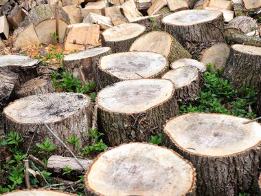 Ağaç kesme. Orman odunculuğu, tahta bloklar, yakacak odun için yenilenebilir kaynak. Sürdürülebilirlik, iklim koruma, ekolojik faydalar ve ekonomik önem.