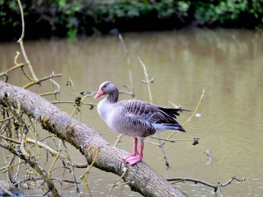 Wild goose. Explore the natural beauty of the Kiel surroundings with this captivating photo of a wild Greylag Goose nesting along the picturesque stream. clipart