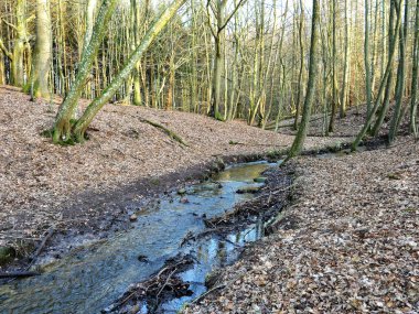 Stream in the forest. A winding forest stream in the Ketelshagen Forest on the island of Rgen. Erosion shapes the landscape and enhances the forest climate. clipart