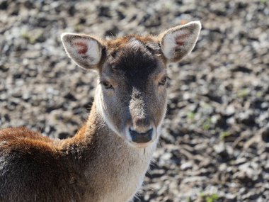 Fallow geyiği. Resimli bir vahşi yaşam tarihi bir cazibenin ortasında karşılaşıyor, beslenme fırsatları ve doğal güzellikler sunuyor..