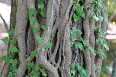 Ivy ağaç gövdesine tırmanıyor. Ağaç gövdesi sarmaşıkla kaplı. Ivy birçok hayvan için yiyecek ve barınak sağlar. Bagajında yapışkan kökler ile tırmanıyor.