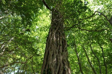 Ivy bir tırmanma bitkisidir ve yaşayan ve ölü ağaçların etrafında yetişir. Kuşlar, böcekler ve küçük memeliler gibi hayvan türlerine yaşam alanı ve yiyecek sağlar..