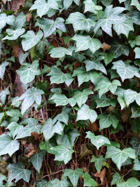 Tree trunk is covered with ivy. Ivy provides food and shelter for many animals. It climbs with sticky roots on the trunk clipart