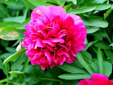 Kırmızı-pembe şakayık, canlı renkleri ve bahçecilikte çok yönlü olmasıyla bilinen çarpıcı bir süs bitkisidir..