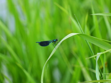 Yusufçuk, mavi yanardöner. Parıldayan bir yusufçuk Tollense kıyılarında sazlıklar arasında dinlenirken, diğerleri canlı ekosistemde uçarak çiftleşir..
