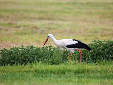 A white stork wades in the meadows of the Tollense Valley, foraging for insects and frogs, showcasing the area's rich biodiversity clipart