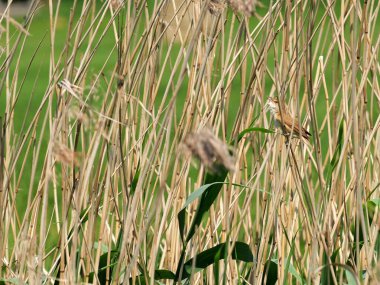 Reed warbler, in reed beds, nesting, singing loudly, blending with surroundings, nesting season, vital for biodiversity in nature reserves. clipart