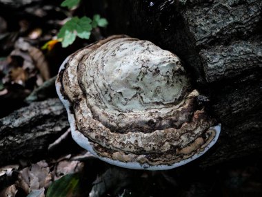 Tree fungi,  Tinder Fungus. Tree fungi, such as the tinder fungus, grow on trees and have ecological and historical uses, such as the production of tinder for fire-starting and medical purposes clipart