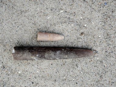 Yıldırımlar, belemnitler olarak da bilinir, Ruegen Adası 'nın plajlarında ve kayalıklarında bulunur..