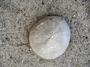 Baltık Denizi bölgesindeki fosilleşmiş deniz kestaneleri, Paleogene ve Neogene dönemlerinden tortu tortusu tortusu ve mineralizasyonu yoluyla oluşmuştur..