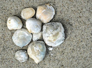 Fosilleşmiş brachiopodlar, deniz omurgasızları, dünya çapında antik deniz çevreleri ve jeolojik tarih hakkında bilgi sağlıyor..