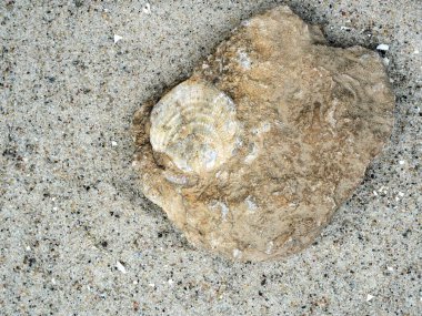 Fosilleşmiş istiridye ve kireç taşı tabakasındaki midye kalıntıları, geçmişteki deniz habitatları ve ekolojik koşullar hakkında içgörü sunuyor..