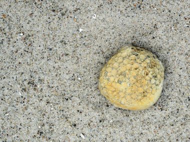 Rgen 'in fosil küresel yosunları, Dünya' nın tarihi ve deniz ekosistemleri hakkında değerli bilgiler sunuyor..