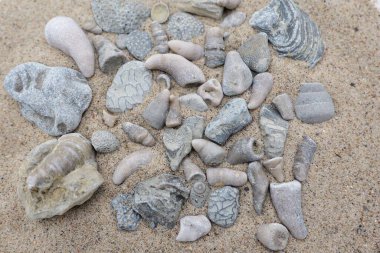 These fossils were found on Gotland, a mecca for fossil collectors clipart