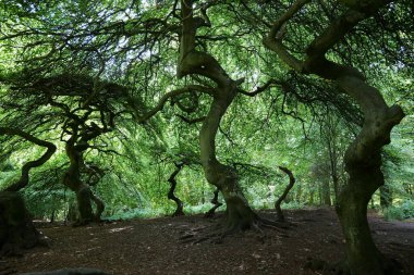 Cadı Ormanı Semper Orman Parkı 'nda. Ağaç grubu 80 yıllık bükülmüş kayın ağaçlarından oluşuyor ve dendrolojik olarak nadir bulunuyor. Peri masalı hayal gücünün sınırı yoktur.