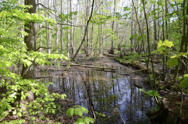 Ruegen Adası 'ndaki Puhlitz Adası civarındaki bataklık ve bataklıkların su yüzeylerine yansıyan orman alanları..