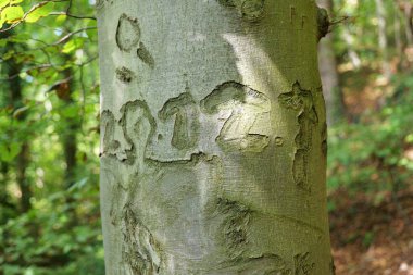 Yeşilimsi kabuklu ağaç gövdesi. Ağaç kabuğu genellikle hurma ve kalplerle çizilir. Birlikte büyürler ve bu yaraları bırakırlar..