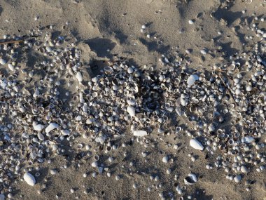 Yıkanmış midye, jilet ve midye yığını Prora sahilinde..