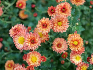 Kasımpatıların çok yönlülüğü ve güzelliği nedeniyle zengin bir sembolik anlamı ve uzun bir kültürel tarihi vardır..