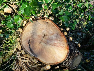 Ivy climbing plant on tree trunk. Tree trunk is covered with ivy. Ivy provides food and shelter for many animals. It climbs with sticky roots on the trunk. clipart