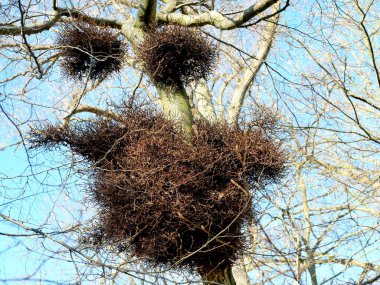 Witch's broom: unusual tree growth with dense, bushy cluster of branches resembling a broom. Caused by diseases, parasites, genetic mutations; also deliberately induced by gardeners for breeding. clipart