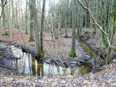 Ormandaki akarsu. Rgen adasındaki Ketelshagen Ormanı 'nda dolambaçlı bir orman deresi. Erozyon araziyi şekillendirir ve orman iklimini güçlendirir..