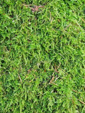 Cypress Uyku Yosunu. Büyüleyici Cypress uyku yosunları (Hypnum cupressiforme) cennette